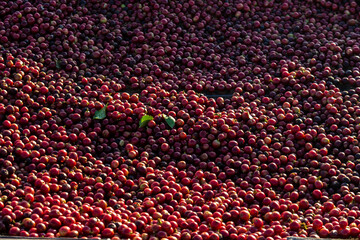 Close up group of coffee berries