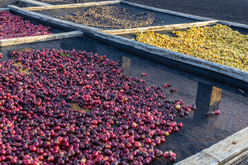 coffee drying yard, with several species of coffee beans, on a farm in the state of São Paulo, Brazil