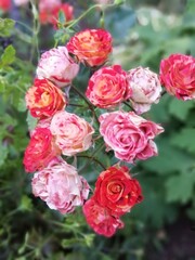 flowering bush Rosa spray with many small buds of red, yellow and white flowers. Desktop Wallpapers