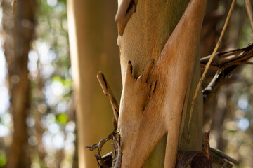 Eucalyptus, Gum Tree. Full frame of eucalyptus tree trunk bark. Tree bark texture. 
