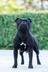 Beautiful adult Staffordshire bullterrier female black brindle color, standing in show stacking with very proud look and serious face expression. Green outdoors, copy space.