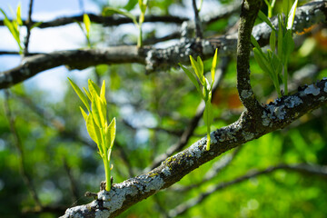 Neroli in bloom. Orange tree branch with white fragrant flowers, buds and leaves. Flowering citrus. Spring. white fresh orange tree flowers and young green leaves
