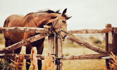 A beautiful bay horse with a halter on its muzzle stands in a paddock with a wooden fence on a farm...