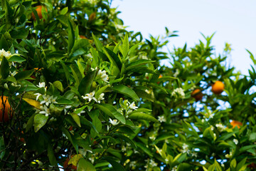 Neroli in bloom. Orange tree branch with white fragrant flowers, buds and leaves. Flowering citrus....