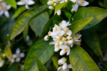 Ripe oranges hanging on a blossoming orange tree. Spring blossom of aromatic white orange tree flowers close up.