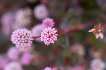 Close-up of a cluster of pink knotweed or pink-headed persicaria (Persicaria capitata), suitable as a natural background. Macro photo with selective focus. 