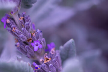 Natural lavender flower stems isolated on purple background, macro photo. Soft focus on lavender flower, beautiful lavender flowers blooming in the garden for the background.
