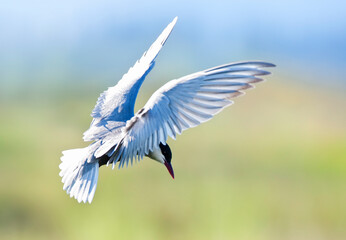 Witwangstern; Whiskered Tern; Chlidonias hybrida