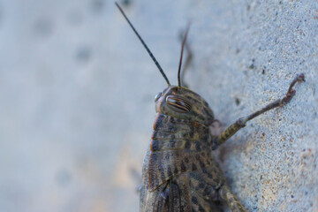 Grasshopper jump close up, insect macro. 