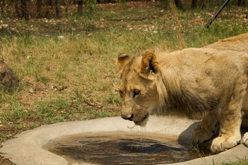 young male lion in captivity