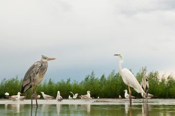 Fotobehang Reigers staan in water, Herons standing in water © Marc