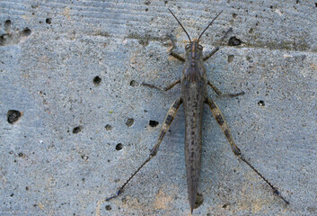 Grasshopper jump close up, insect macro. 