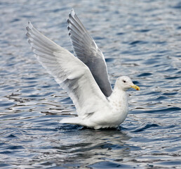 Beringmeeuw, Glaucous-winged Gull, Larus glacescens