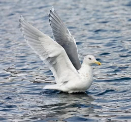 Fototapeten Beringmeeuw, Glaucous-winged Gull, Larus glacescens © Marc