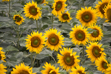 Fototapeta na wymiar Field of yellow sunflowers in the field