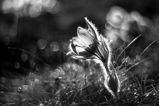 Pasque flowers on spring field. Black and white photo of Pulsatilla grandis with nice bokeh
