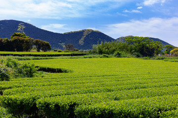 Fototapeta na wymiar 福江島　楠原周辺　茶畑の風景