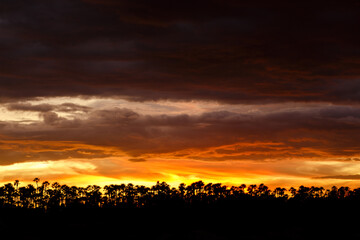 carnauba forest in assu, rio grande do norte state, brazil