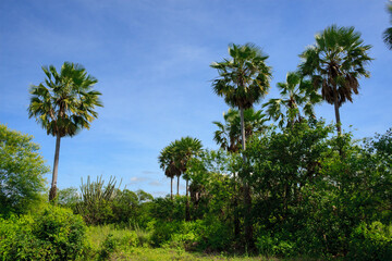 Fototapeta na wymiar carnauba palm in the caatinga, native vegetation of northeastern brazil
