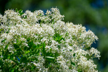 Close-up shot of Fragrant Virgin's-Bower Clematis flammula