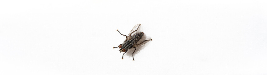 Macro shot of a Housefly. Bug isolated.
