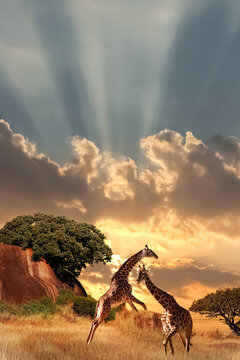 Giraffes in the African savanna at sunset. Serengeti National Park. Tanzania. Africa.