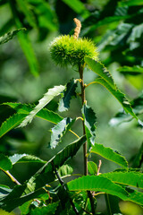 close-up shot of Sweet Chestnut Castanea sativa