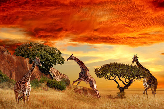 Giraffes in the African savanna at sunset. Serengeti National Park. Tanzania. Africa.