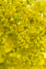 Yellow flowers of the bedstraw of the real Galium verum close-up. Yellow small flowers macro photo.