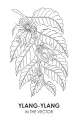 VECTOR SKETCH OF A YLANG-YLANG ON A WHITE BACKGROUND