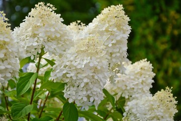 Luxury bush white paniculata hydrangeas variety Lime Light on the background of the garden.
