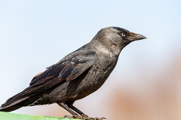 Pájaro grajilla. Coloeus monedula. Primer plano.
