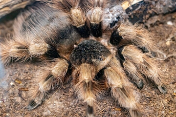 Brazilian black and white bird-eating spider. Acanthoscurria brocklehursti.