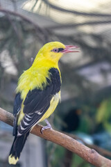 Common oriole. Oriolus oriolus. A bright yellow bird.