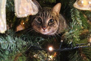 Bellissimo gatto domestico di razza europea, nascosto tra i rami di un albero di Natale. Anche gli animali respirano le nostre tradizioni.