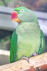 Indian ringed parrot. Kramer's necklace parrot. Psittacula krameri.