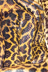 The Paraguayan anaconda. southern anaconda. yellow anaconda. Eunectes notaeus.