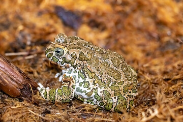 The green toad. Bufo viridis. Close-up.
