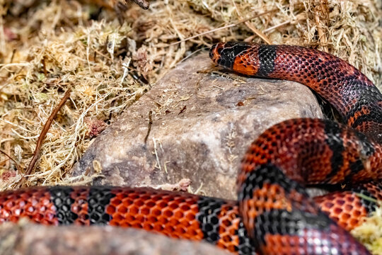 Lampropeltis elapsoides. The Honduran milk snake.