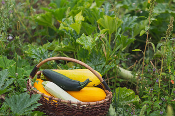 A large basket of freshly picked yellow and green zucchini stands in the grass.