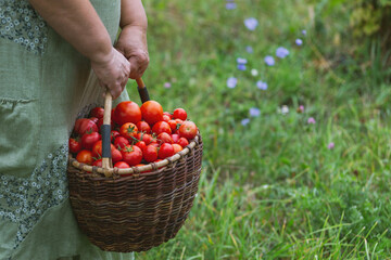Female hands hold a large basket of freshly picked tomatoes