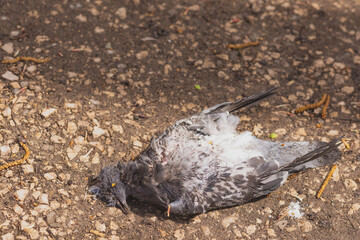 A dead urban pigeon in raindrops lies on the ground