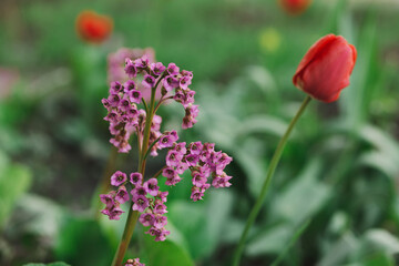 Pink flowers Badan thick-leaved in the garden