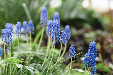Muscari flowers, mouse hyacinth in the garden