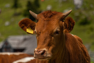 Clean color cow with blue sky background in Velika Planina mountains