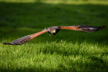 hawk in flight