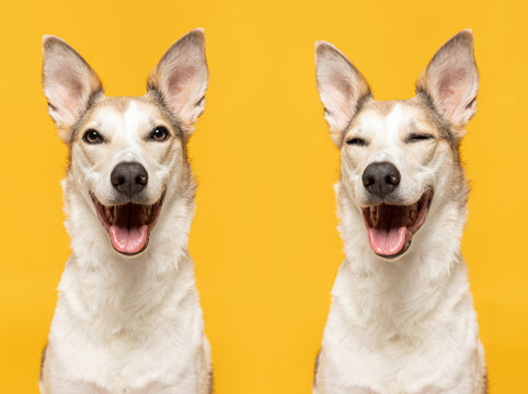 Studio shot of a happy adult mixed breed dogs sitting together