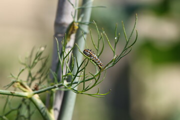 Schwalbenschwanz Raupe -Lebenszyklus- knapp 2 cm groß