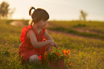 A girl in a red dress in a meadow with a bucket of orange calendula flowers. In the background is a...