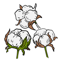 Vector illustration cotton branch. Isolated cotton on white background